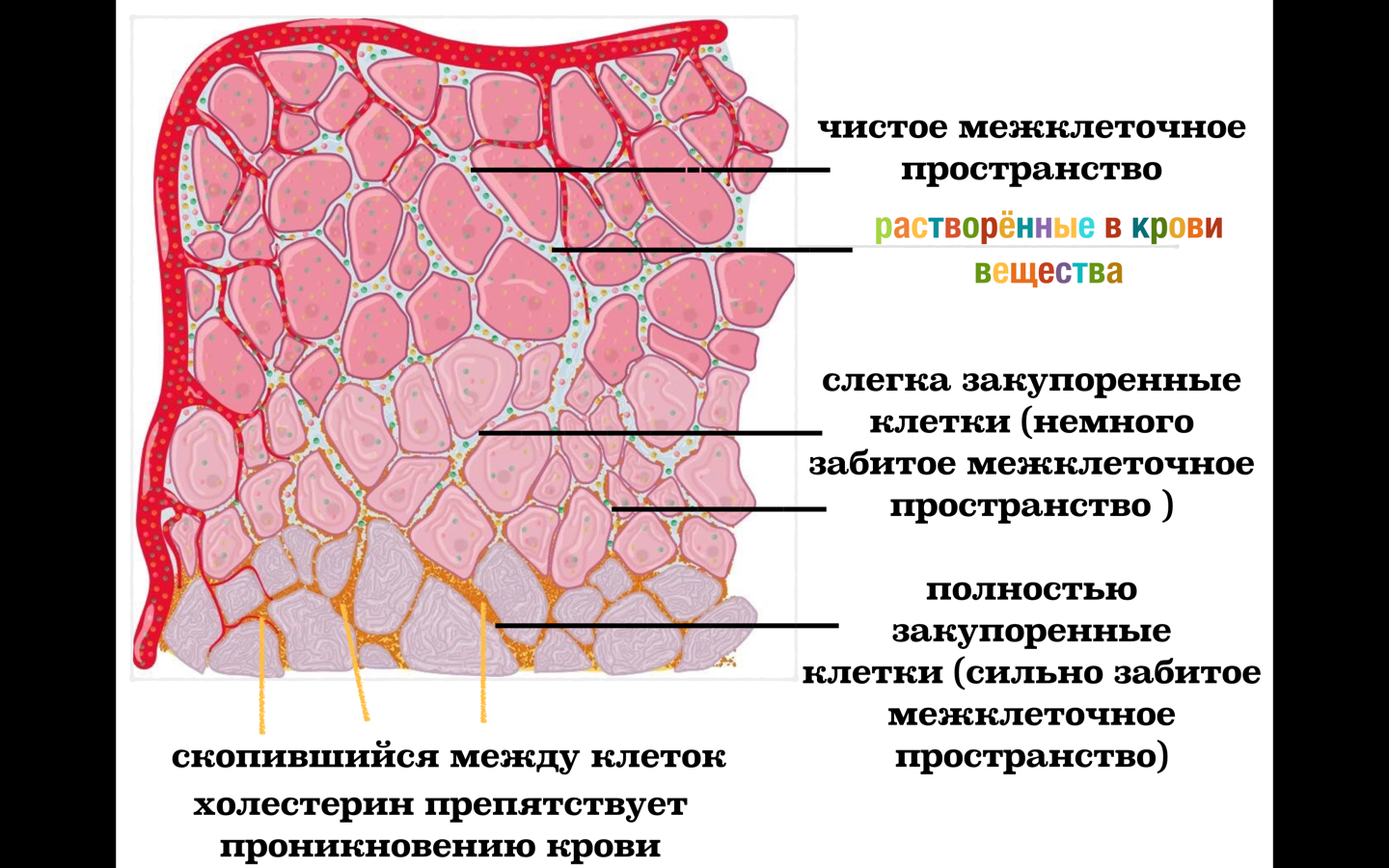 Жидкость в пространстве. Межклеточное пространство. Клетка и межклеточное пространство. Межклеточное пространство человека. Межклеточное пространство строение.