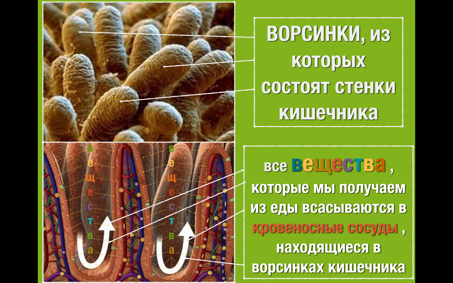 Ворсинки покрывают внутренние стенки